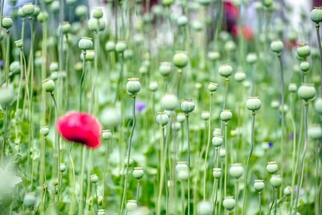 Erleben Sie die Höhepunkte des letzten Alpenländischen Sänger- und Musikantentreffens in Bärnbach. Entdecken Sie die eindrucksvollen Bilder und die Atmosphäre dieses bedeutenden Events!