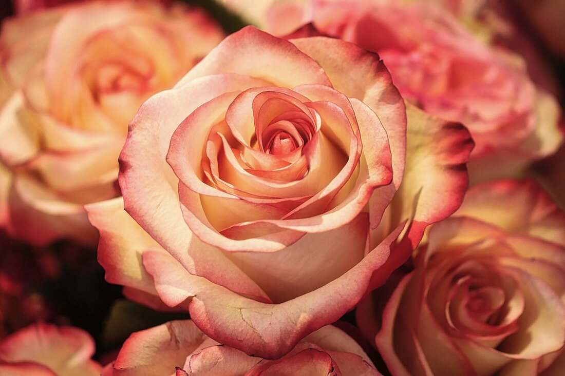 In Innsbruck häkeln Frauen lila Rosen als Zeichen des Widerstands gegen genderbasierte Gewalt. Erfahren Sie mehr über die Aktion "Roses against Violence" und die kreativen Wege des Protests.