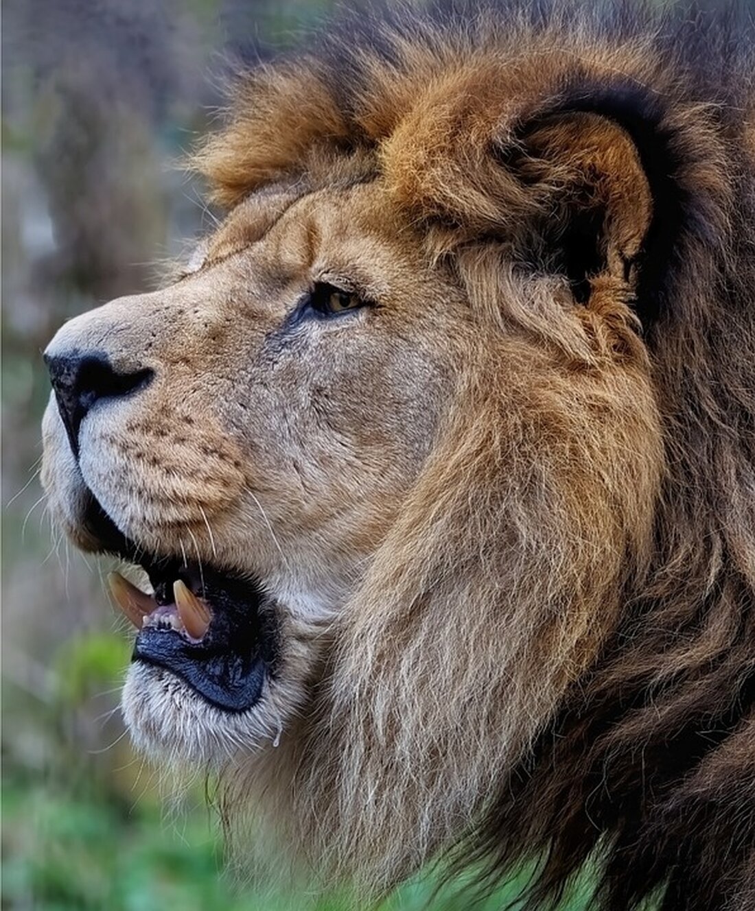 Der Lions Club Leibnitz lädt zur Eröffnung des Adventwürfels am 29. November ein. Ein buntes Programm und wohltätige Spenden bereichern die besinnliche Vorweihnachtszeit. Besuchen Sie uns!