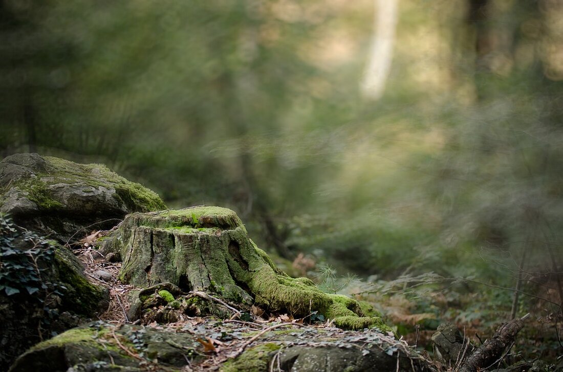 Erleben Sie die magische Lichterwelt im Ikuna Naturresort in Natternbach! Verpassen Sie nicht die Chance, 3x2 Freikarten zu gewinnen und genießen Sie festliche Märkte, Musik und zauberhafte Erlebnisse!