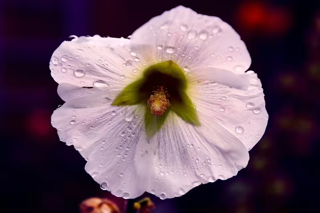 Erleben Sie die Magie der Musik mit Michael Drexler und Harald Pröll! Zwei langjährige Freunde reunieren sich für besondere Weihnachtskonzerte in Oepping und Ulrichsberg. Lassen Sie sich verzaubern!