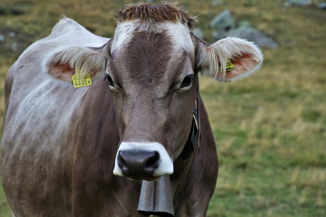 Martina Gansterer wurde zur Seniorensportlerin des Jahres 2024 gekürt! Entdecken Sie ihre inspirierende Geschichte und den feierlichen Anlass im Haus der Musik am 17. November.