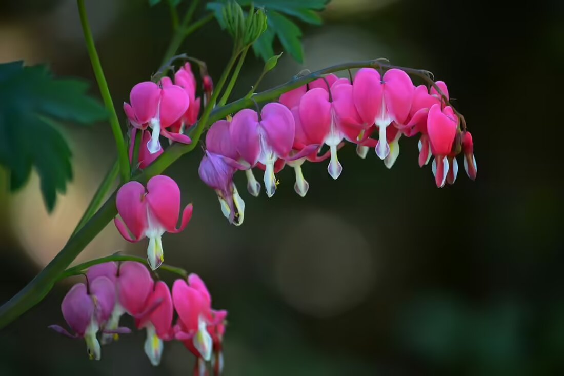 Die Volksschule Julius-Meinl-Gasse unterstützt Hochwasseropfer mit 1.000 Euro durch Spendenaktionen. Kinder zeigen beeindruckendes Engagement für betroffene Familie in Tulln.