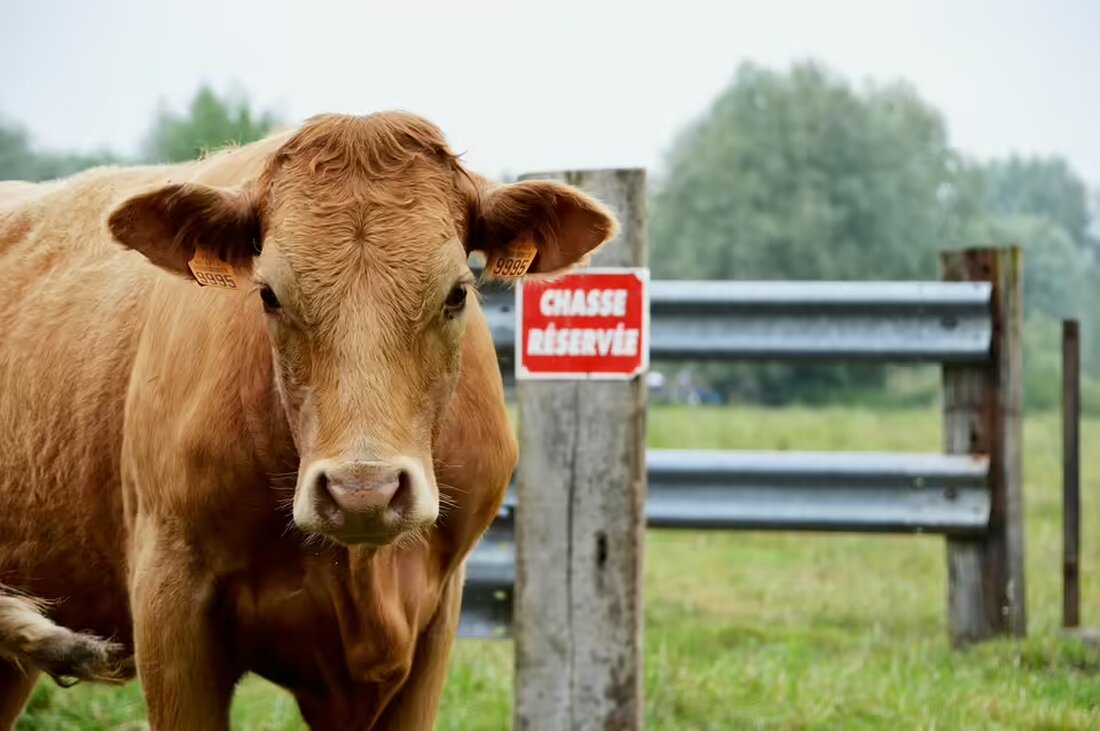 Am 23. November präsentiert Therie Enn ihre humorvollen Schmunzelkrimis in einer Lesung im Mük Freistadt. Lauschen Sie den fesselnden Abenteuern der Hobbydetektivinnen!