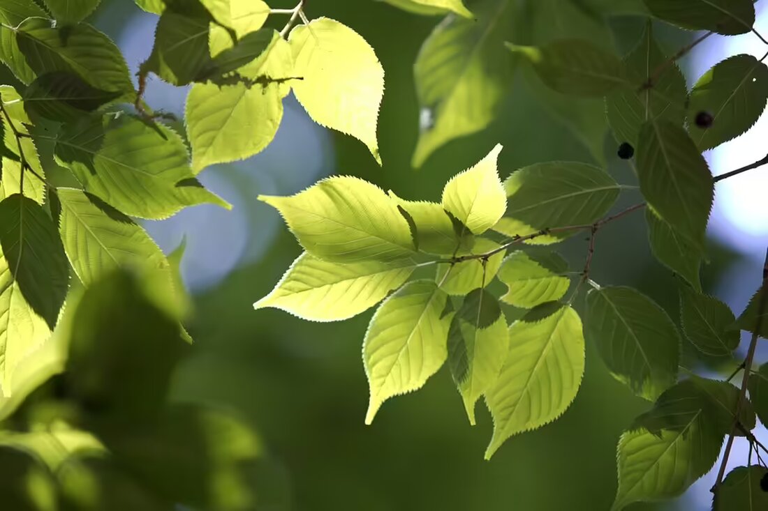 Beim 54. Moarschaftskegeln in Inzersdorf siegte „Union 2“ in Gruppe A mit 14 Punkten. Herbert Leitner gewann die Einzelwertung. Ein spannendes Event mit tollen Leistungen!