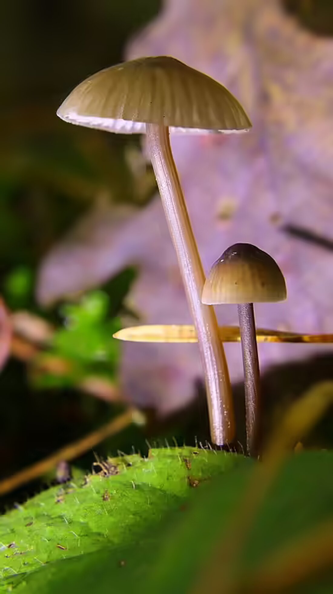 In Wien wurde ein 70-Jähriger tot in seiner Wohnung aufgefunden. Die Polizei ermittelt wegen möglichem Fremdverschulden und hat eine Obduktion angeordnet. Weitere Details folgen.