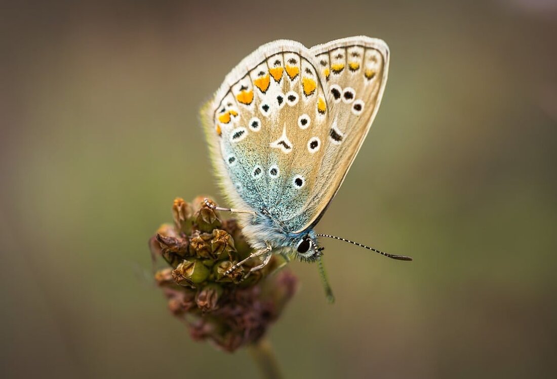 Die aus Schalchen stammende Melanie Mandl feiert mit ihrem Kinderroman „Mrs. Butterfly“ ihr Debüt. Entdecken Sie die psychologisch tiefgründige Geschichte für junge Leser. Jetzt mehr erfahren!