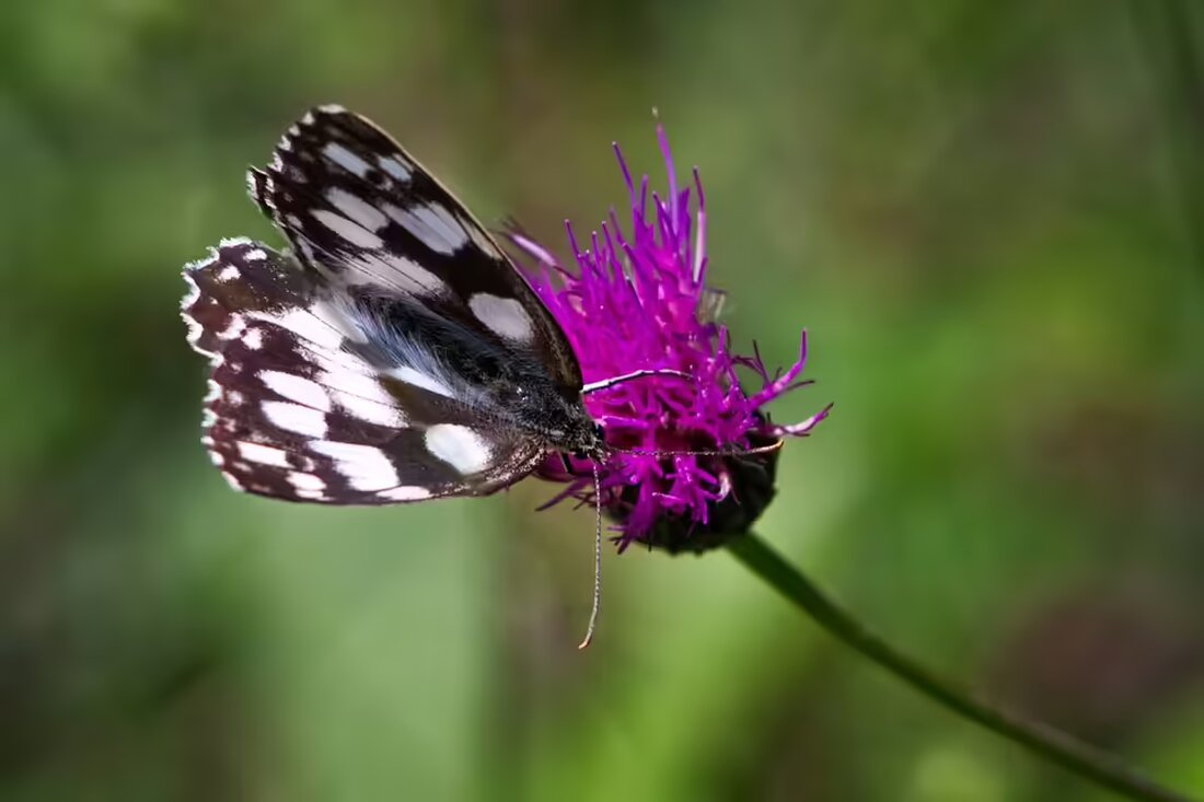 Ein Kläger berichtet von unfassbarem Mobbing im Ziegelstadl: Seine Familie litt unter anonymen Anschuldigungen und Krankheit, nun fordert er 60.000 Euro Entschädigung. Lesen Sie mehr!