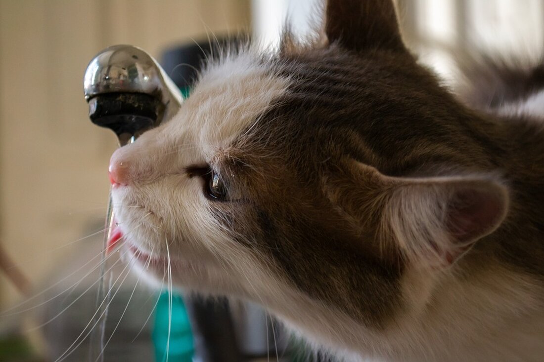 Nach einer Warnung zur Abkochung des Wassers in Wieting aufgrund bakteriellem Befall, ist das Trinkwasser nun wieder uneingeschränkt genießbar. Erfahren Sie mehr über die aktuellen Entwicklungen.