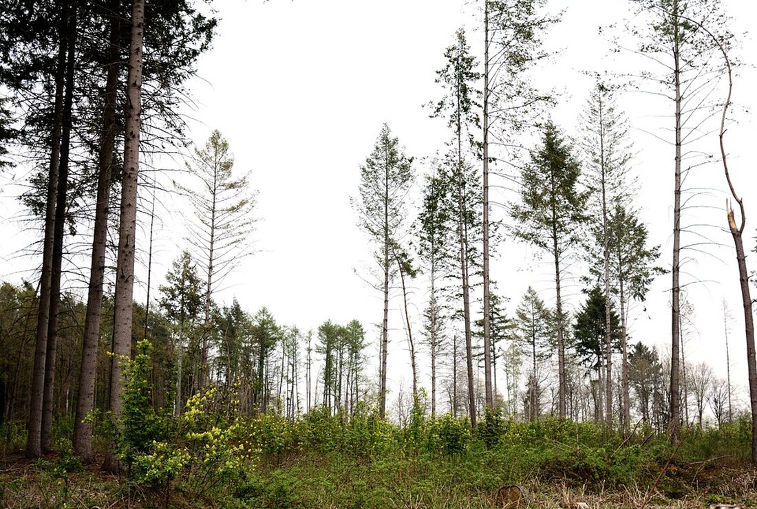 Die Stadt Eisenstadt und die Martin-Kaserne setzen ein nachhaltiges Zeichen: 32 Winterlinden erstrahlen nach 150 Jahren in neuer Pracht an der historischen Kaiserallee. Erfahren Sie mehr!