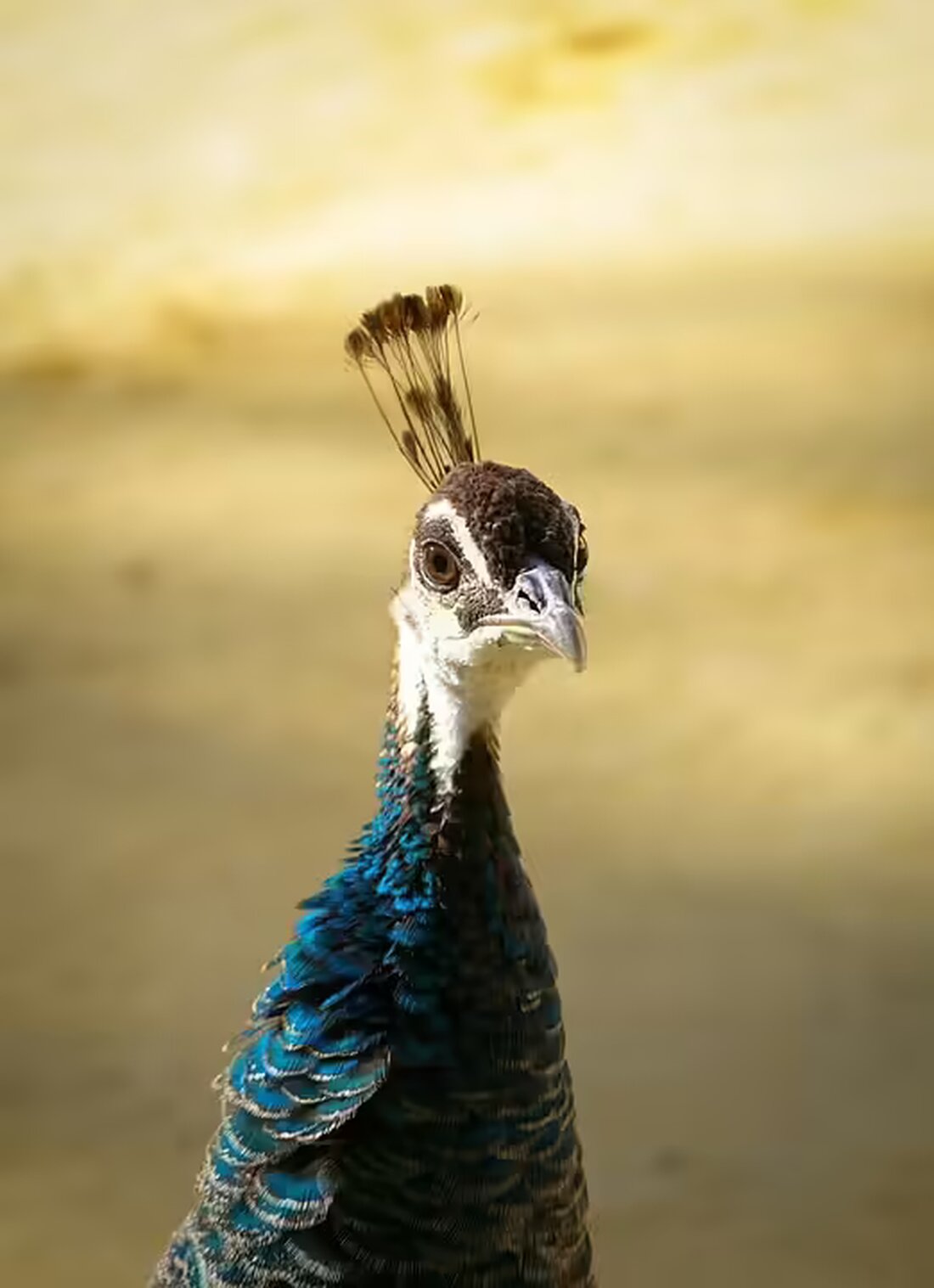 Entdecke, wie „Jungtalent trifft Adler“ in Osttirol innovative Ausbildungsmöglichkeiten schafft. Erhalte spannende Neuigkeiten direkt auf dein Handy über unseren WhatsApp-Kanal!