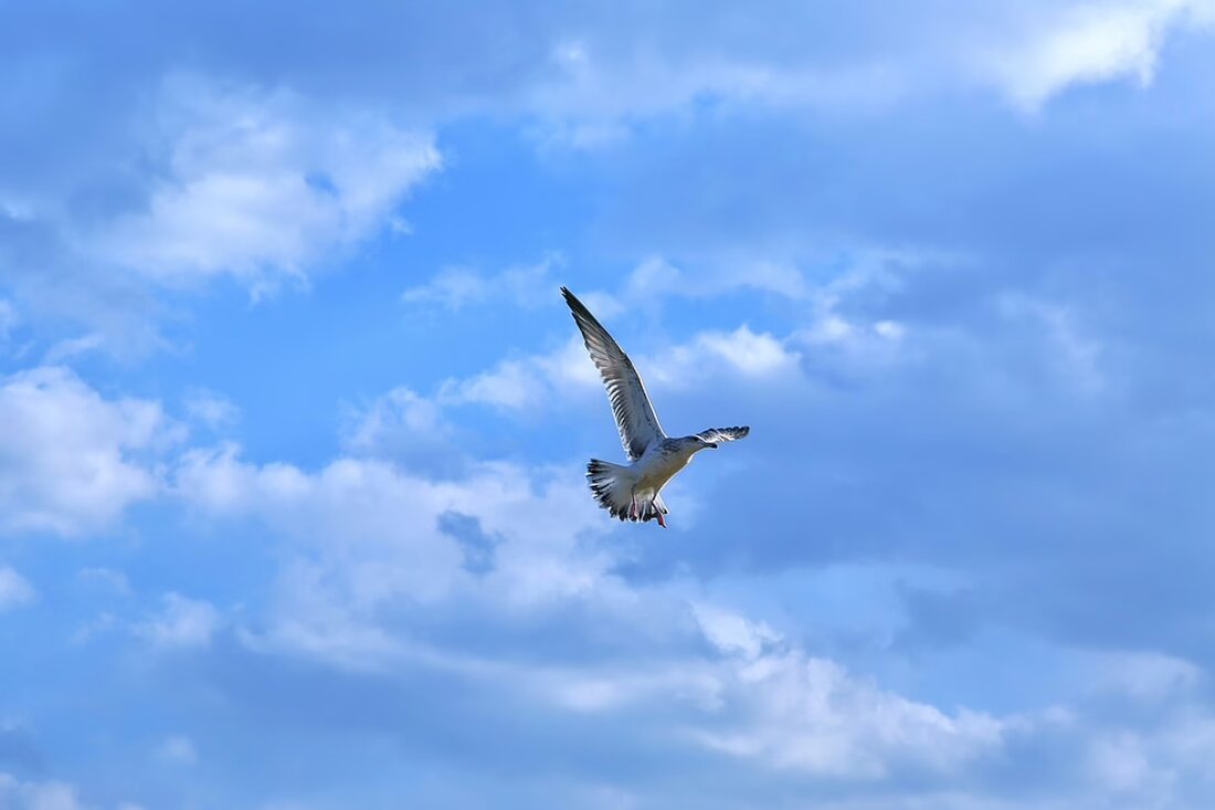 Wien feiert die Neueröffnung des »Smash House«! Ab heute auf der Lerchenfelder Straße: kostenlose Smashburger für die ersten 300 Gäste. Frische Zutaten und vegane Optionen warten auf euch!