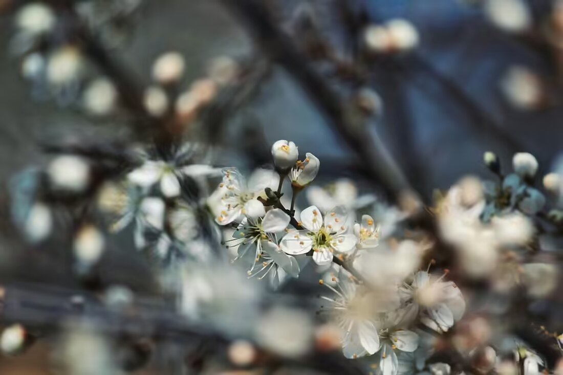 Nach einer enttäuschenden Hinrunde zieht das Trainerduo Krautgartner/Kraft bei der SG Rohrbach/St. Veit die Reißleine. Ein neuer Sportchef wurde bereits engagiert. Jetzt steht die Trainerfindung an.