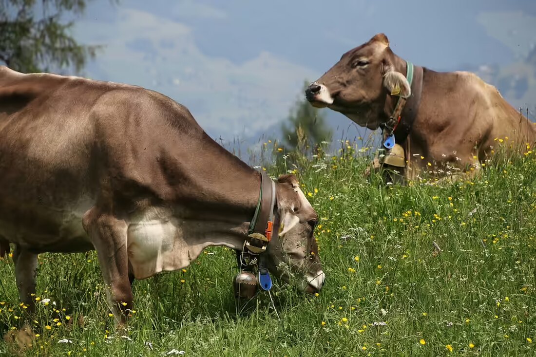 Erhalten Sie alle Details zum Regierungsprogramm in Vorarlberg live ab 11.15 Uhr mit ÖVP und FPÖ. Erfahren Sie mehr über die Pressekonferenz mit Landeshauptmann Markus Wallner und FPÖ-Klubobmann Christof Bitschi.