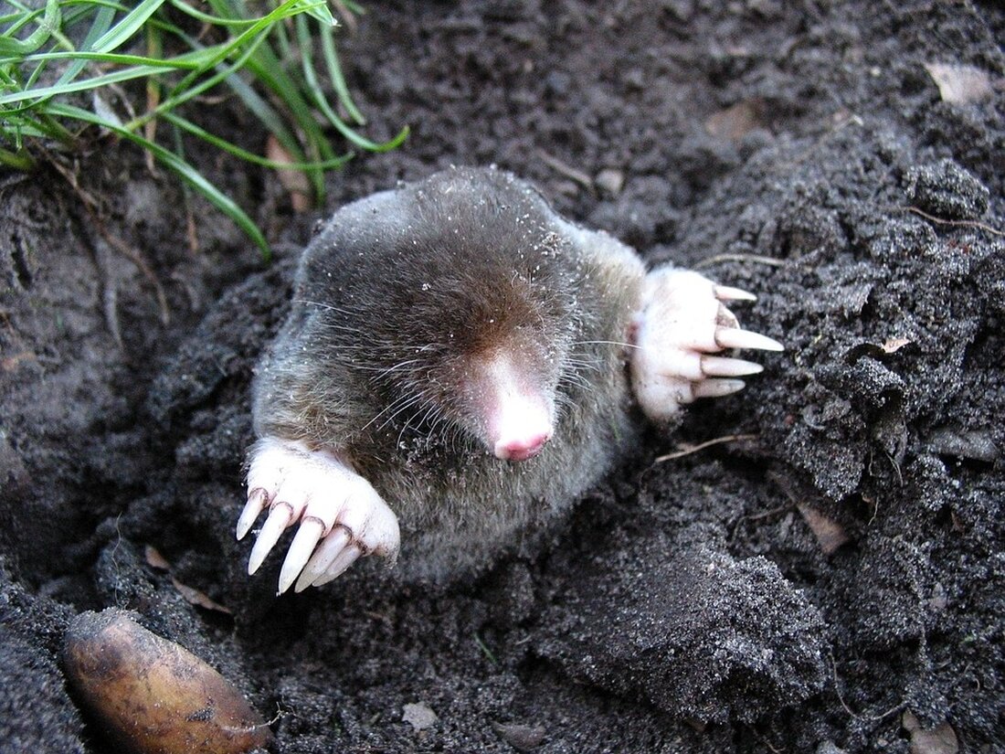 Die neue Mole Melk hat Mitte November eröffnet. Betreiber Patrick Stützner spricht über regionale Leidenschaft, Herausforderungen und die einzigartige Lage an der Donau. Erfahren Sie mehr über das Konzept!