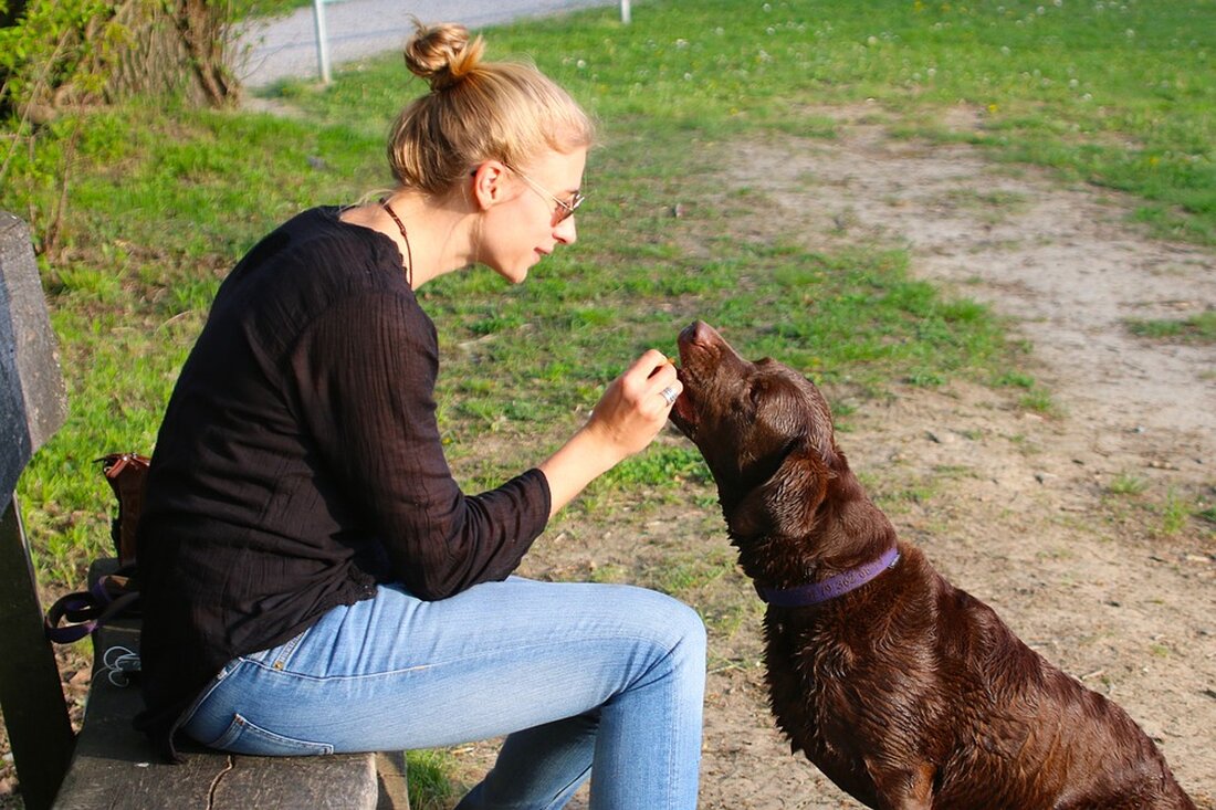 Ab 1. Dezember gilt das neue Hundehaltegesetz in Oberösterreich: Strengere Regeln für auffällige Hunde sollen die Sicherheit der Bevölkerung erhöhen. Erfahren Sie mehr über die neuen Vorschriften und Anforderungen.