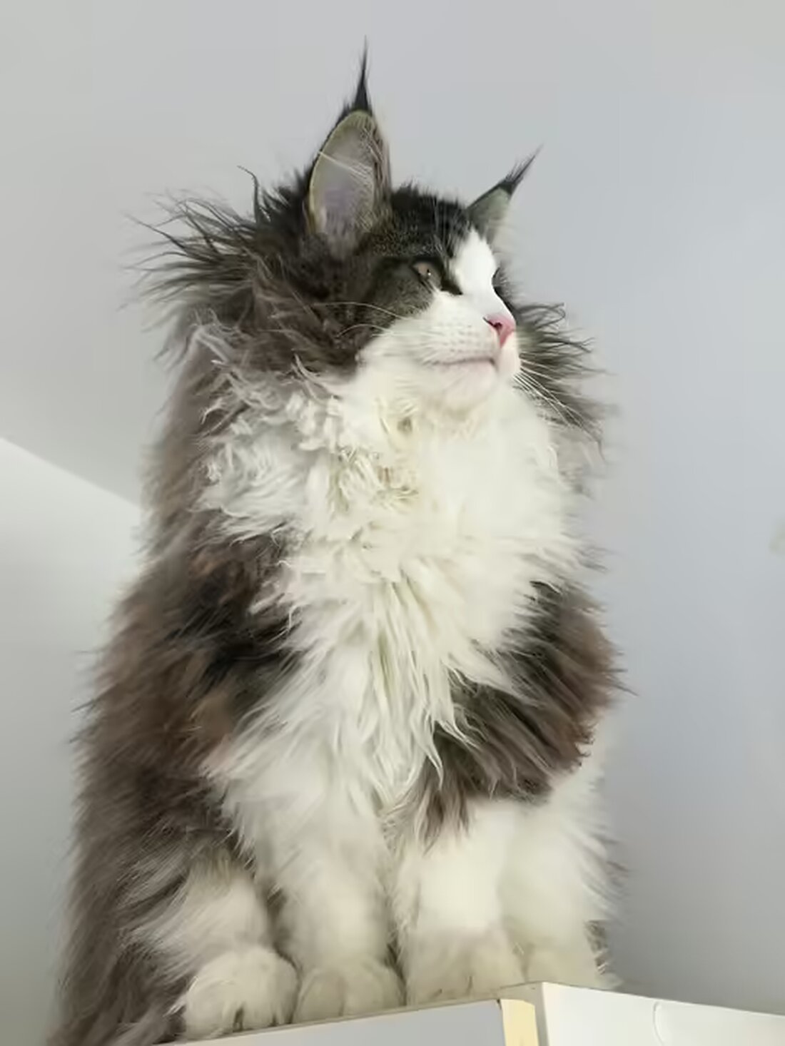 Das Einheben von zwei 70 Tonnen schweren Brückenteilen über die Salzach in Gries im Pinzgau markiert einen bedeutenden Fortschritt beim Bau der neuen Überfahrtsbrücke, die die Verkehrssicherheit erhöht.