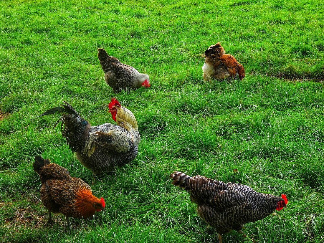 Die Familie Postl in Vorderweißenbach lädt ab Frühjahr Kinder zur „Schule am Bauernhof“ ein. Erlebt die Faszination Landwirtschaft hautnah! Mehr erfahren über spannende Angebote und Eindrücke.
