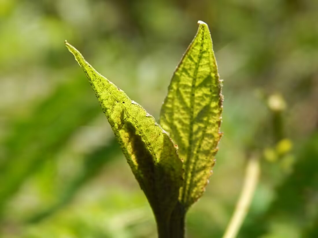 Stefan Plasser ist neuer provisorischer Schulleiter der HLW Braunau. Er freut sich, seine Ideen einbringen zu können und blickt auf spannende Entwicklungen an der Schule voraus.