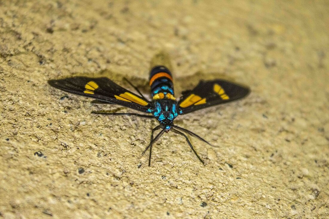 Das Deutsche Rote Kreuz in der Region Hannover hat auf der 19. Mitgliederversammlung ein neues Präsidium gewählt. Martina Rust bleibt Präsidentin und führt die Organisation in herausfordernde Zeiten.