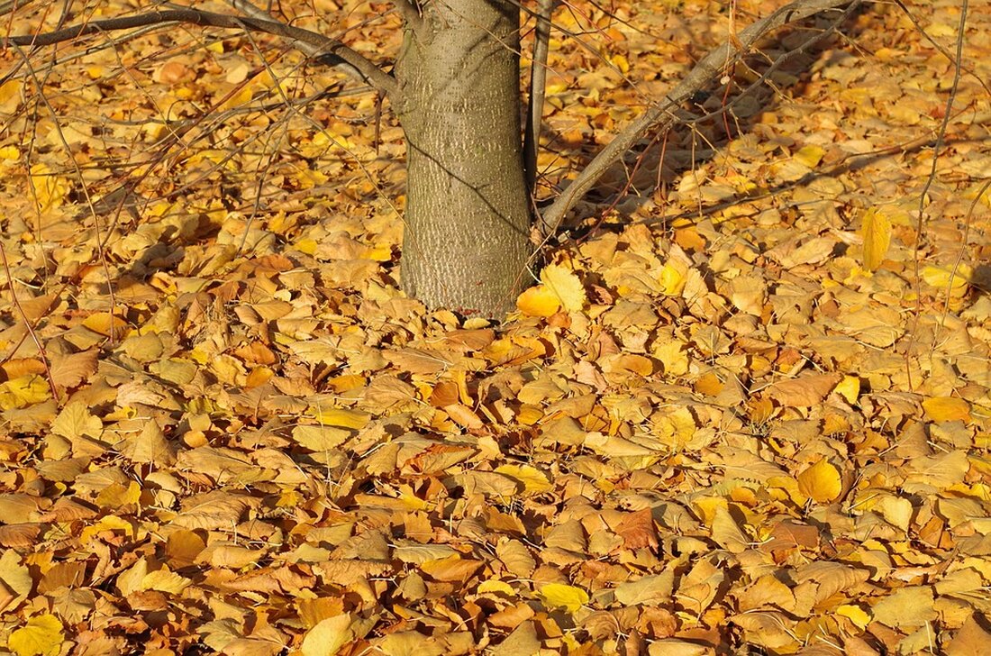 Der November 2024 war in Österreich durch ungewöhnlich trockene Wetterbedingungen, überdurchschnittliche Sonnenscheindauer und kühlere Temperaturen gekennzeichnet. Lesen Sie mehr über die wichtigsten Wetterentwicklungen.