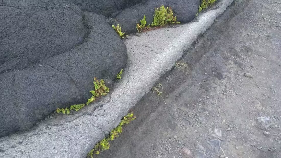 Pfändertunnel auf der A14 bis Dienstagmorgen gesperrt! Der Grund: eine Einsatzübung von Feuerwehr, Polizei und Rotem Kreuz. Umleitung über Bregenz. Bleiben Sie informiert!