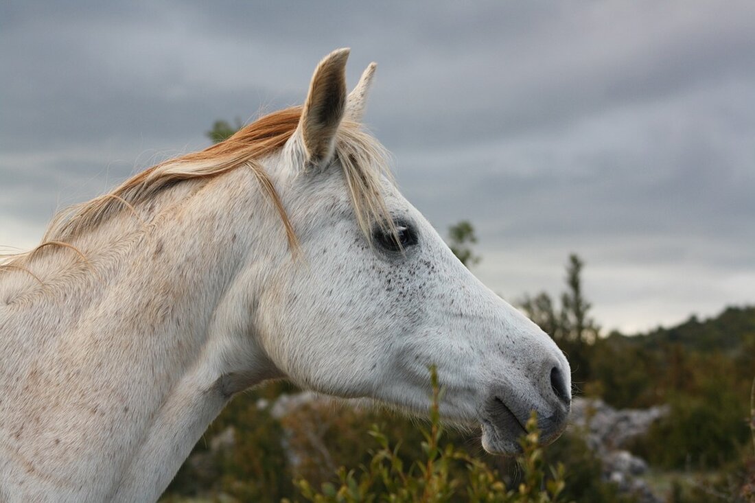 In einem schockierenden Vorfall in Sizilien wurde ein abgeschlagenes Pferdekopf und eine geschlachtete Kuh mit ihrem kalten Kalb entdeckt, was als Mafia-Drohung gedeutet wird.