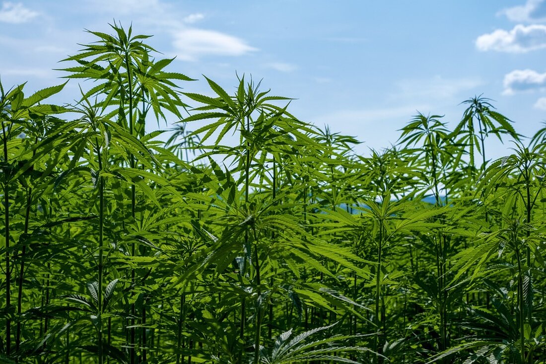 In Unterweißenbach wurde eine 46-jährige Linzerin bei einer Fahrzeugkontrolle angehalten. Starker Cannabisgeruch führte zur Sicherstellung eines Joints. Weitere Maßnahmen folgen.