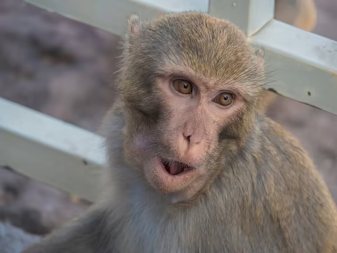 Eine Auseinandersetzung zwischen zwei Frauen in Rust endete mit einem Polizeieinsatz. Die 25-Jährige wurde in Gewahrsam genommen, nachdem sie Widerstand leistete. Weitere Details im Artikel.