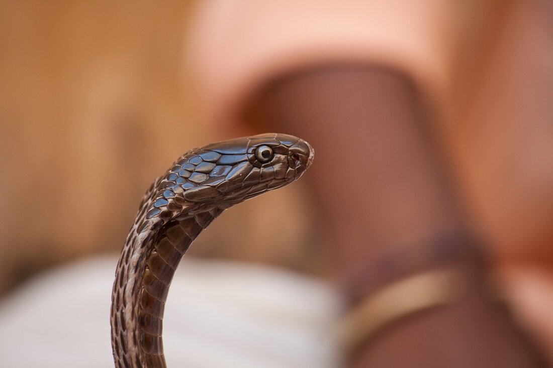 In Wiener Neustadt kam es am Montagabend zu einem Großeinsatz der Polizei. Die Cobra durchsuchte ein Haus, während die Neunkirchner Straße abgesperrt wurde. Erfahren Sie mehr über die Hintergründe.