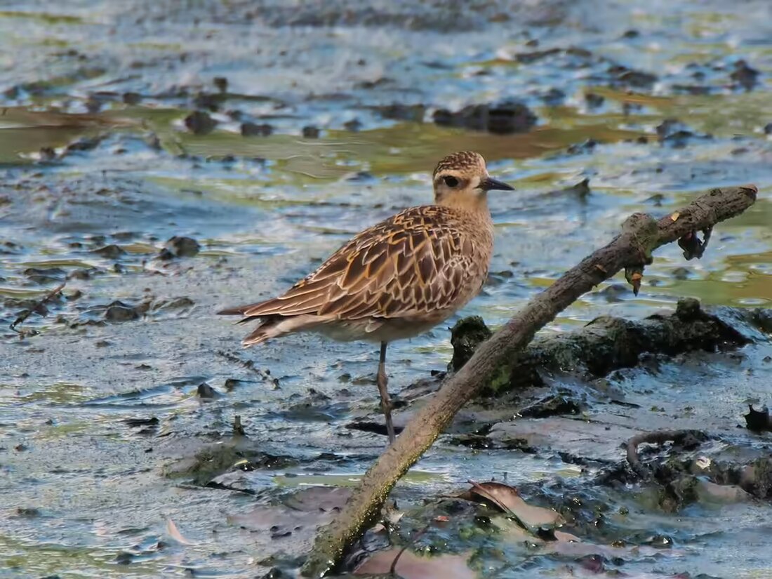 Ab 2025 steigen die Eintrittspreise im Europa-Park Rust. Erwachsene zahlen bis zu 83 Euro, während günstige Halloween-Tickets erhältlich sind. Erfahren Sie mehr über die neuen Preiskategorien!