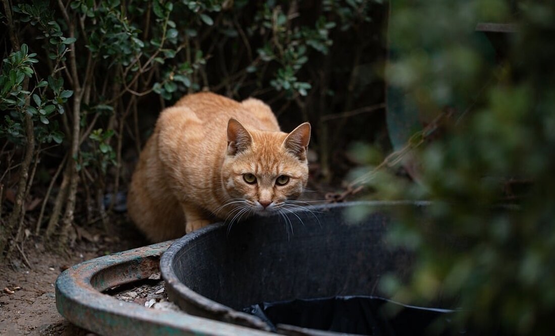 Fast 40 verwahrloste Katzen in Weiz gerettet: Abgemagert und schwer krank kämpfen sie um ihr Überleben. Helfer leisten dringend benötigte medizinische Versorgung. Jeder Euro zählt!