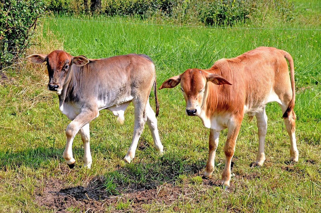 Ab Mai 2025 weiden Rinder am Hundsheimer Berg, um die Biodiversität des Naturschutzgebiets zu fördern. Die Umstellung von Schafen auf Rinder bringt neue Herausforderungen mit sich.