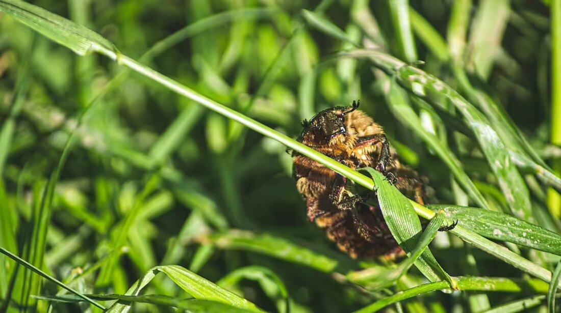 München baut an einer zweiten U-Bahn-Strecke unter der Altstadt – ein Vorbild für den geplanten S-Link in Salzburg. Erfahren Sie mehr über Chancen, Herausforderungen und Debatten rund um das Projekt.