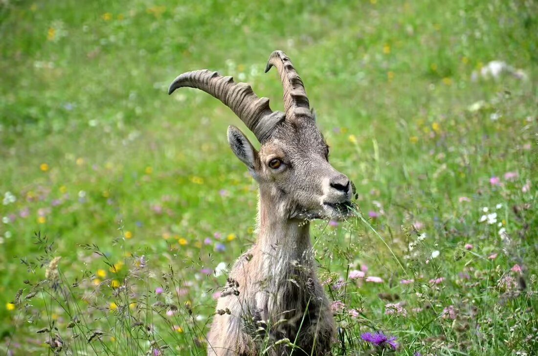 Der SV Horn trennt sich nach schwachem Saisonstart von Trainer Philipp Riederer. Goran Zvijerac übernimmt interimistisch. Der Verein reagiert auf die missliche Lage in der 2. Liga.