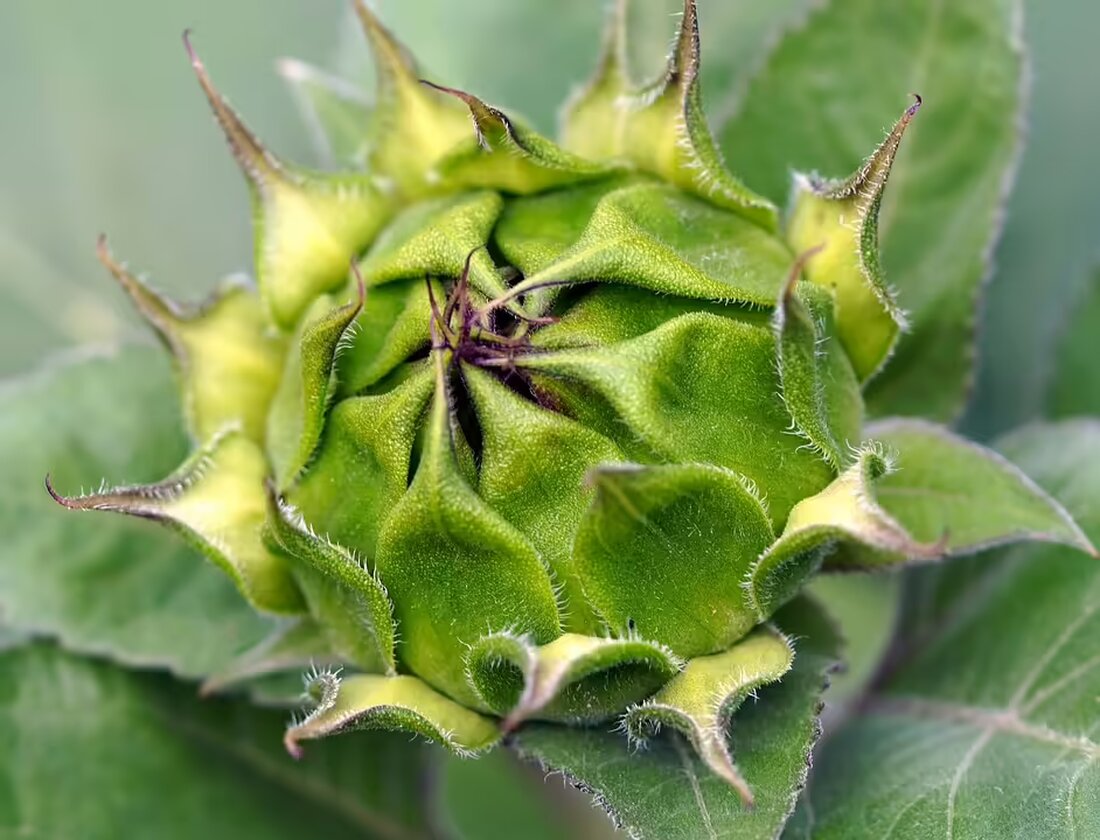Nach dem negativen Ausgang der Volksbefragung zum S-Link plant die Stadt Salzburg einen Ausbau des Bus-netzes. Mehr Busse sollen nun für eine verbesserte Anbindung sorgen.