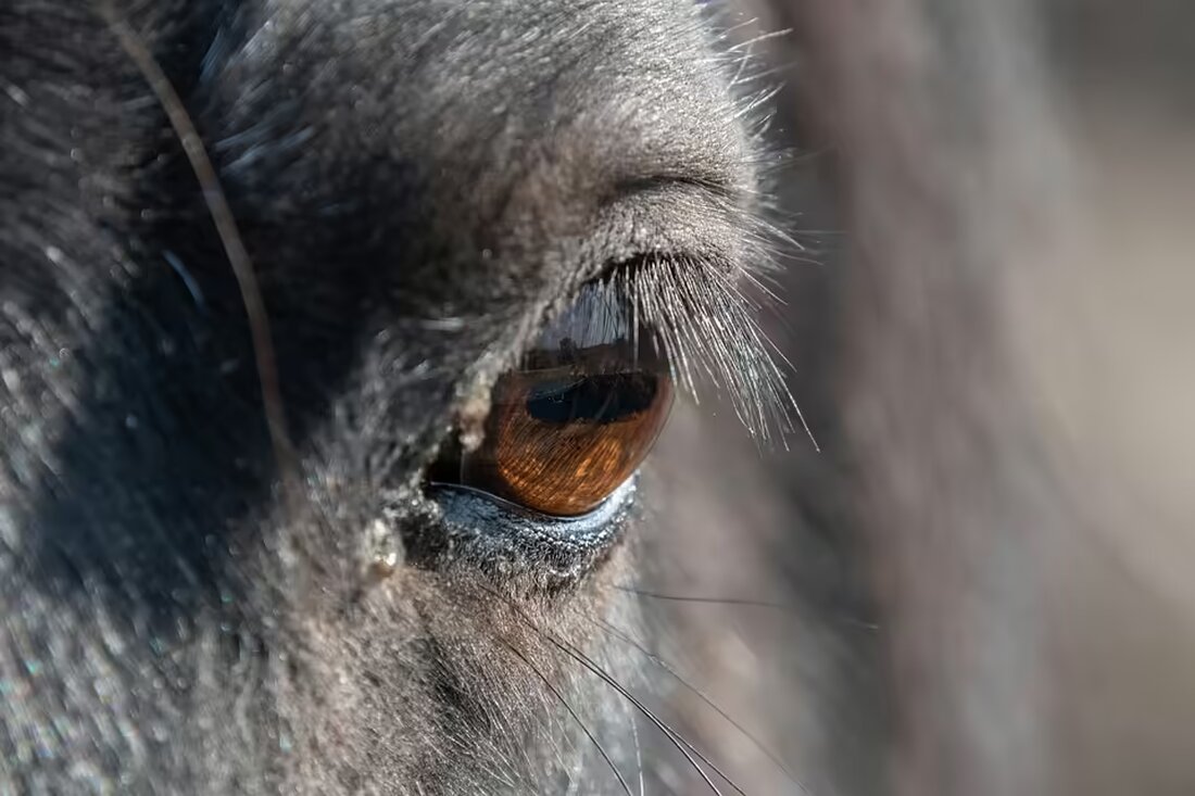 Schüler der LFS Althofen berichten von ihrer Erasmus+ Auslandserfahrung in Dänemark. Begeisternde Eindrücke und neue Erkenntnisse prägen ihre unvergessliche Reise. Erfahren Sie mehr!