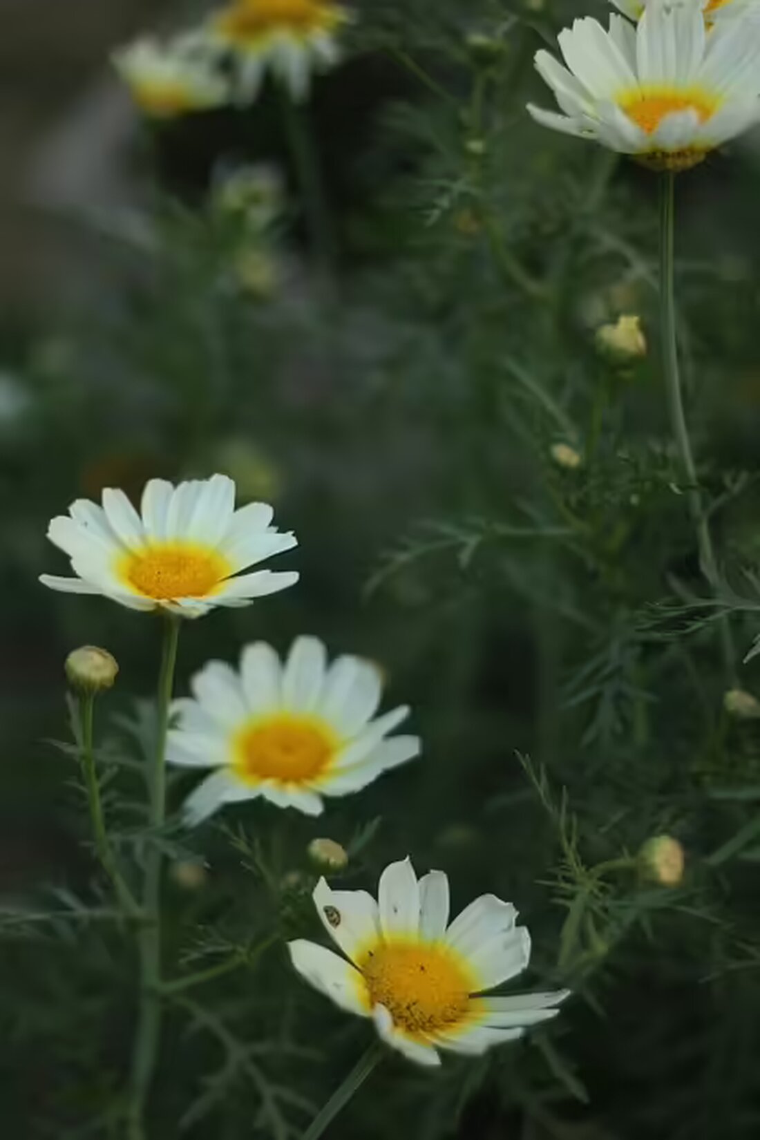 Nach der Schießerei am Yppenplatz in Wien wurden nun zwei Verdächtige festgenommen. Die Situation bleibt angespannt, während der Drogenhandel weiterhin Einblick in die Gegend erlaubt.