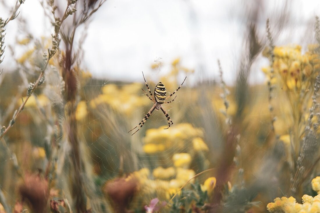Die Spiders aus Wels verlieren in Tirol gegen den ungeschlagenen Tabellenführer mit 22:31. Trotz tapferem Kampf bleibt das Team auf Platz vier. Nächster Gegner: Salzburg am 23. November.