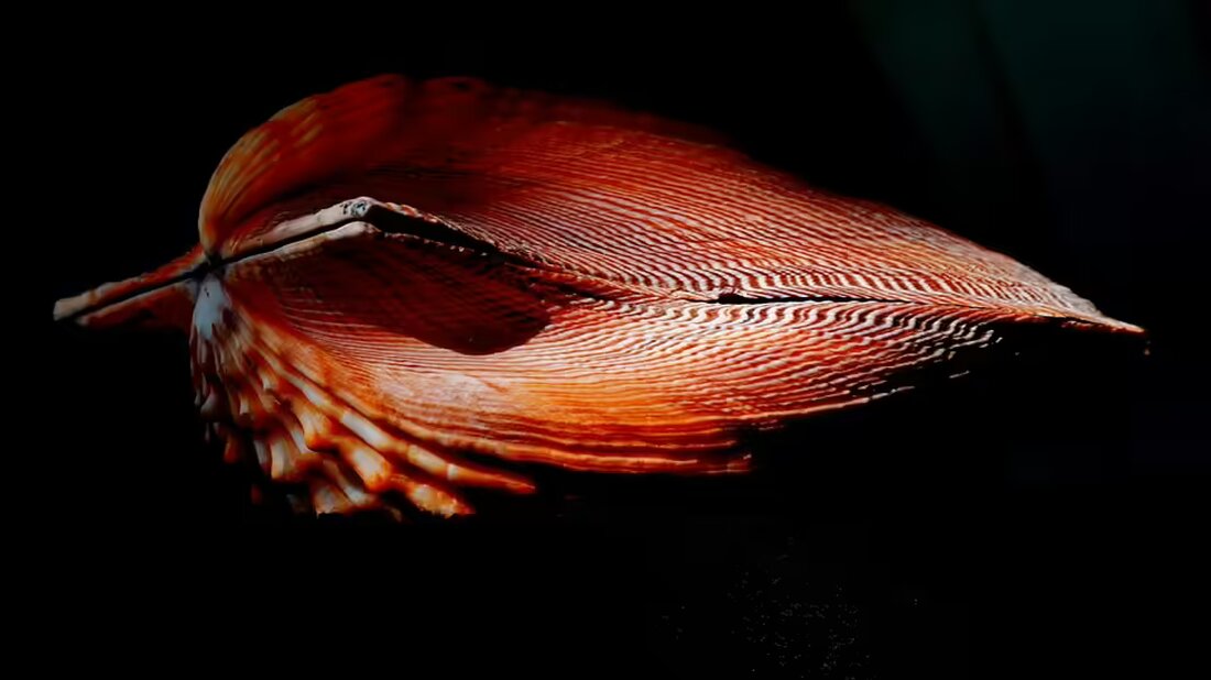 Die Mühlviertel Volleys Damen bleiben nach zwei klaren Siegen Tabellenerster. Während die Damen triumphieren, erleiden die Herren eine Niederlage gegen die Hotvolleys Wien. Nächste Matches stehen bevor!