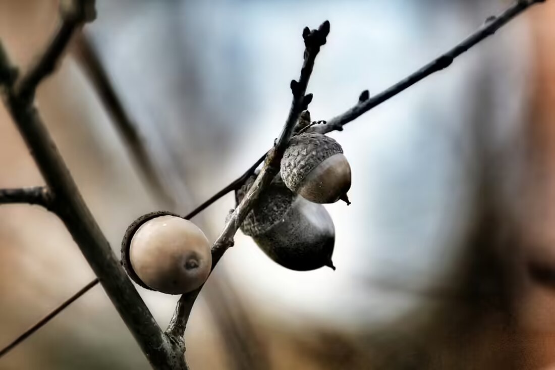 Stefan Burmetler triumphiert mit seinem Partner Matthias Schöpf dreifach bei der Tischfußball-Weltserie in St. Pölten und setzt ein starkes Zeichen zum 20-jährigen Jubiläum des Turniers.