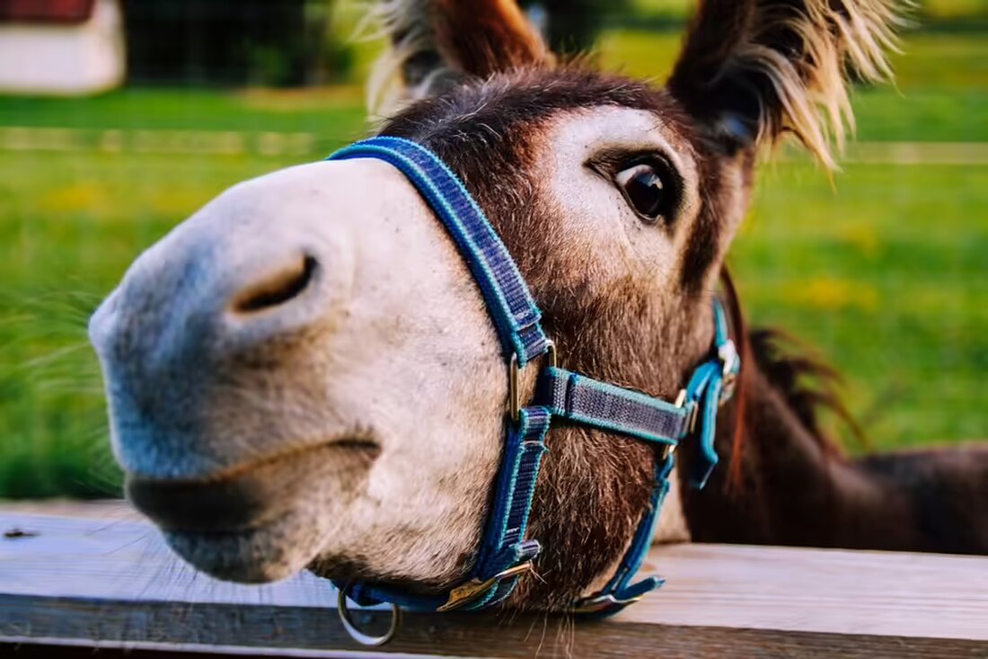 Am 13. November 2024 diskutiert Dr. Kurt Semmernegg im Laßnitzhaus über assistierten Suizid und mögliche Alternativen. Eintritt durch freiwillige Spende, keine Anmeldung erforderlich.