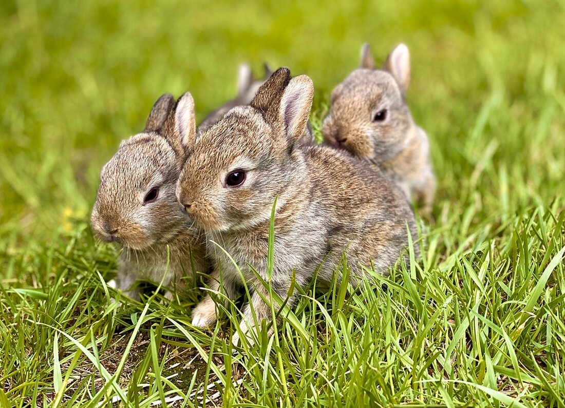 Entdecken Sie die charmanten Fellnasen im Tierheim Villach! Hier warten süße Tiere sehnsüchtig auf ein liebevolles Zuhause. Erfahren Sie mehr über unsere tierischen Freunde.