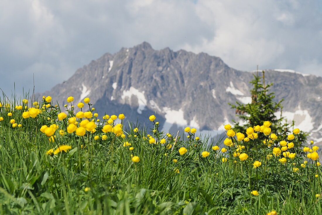 Der Nationalpark Thayatal präsentiert den Podcast „Tal der Vielfalt“ und bietet spannende Einblicke in Biodiversität und Naturschutz. Erleben Sie Geschichten und Informationen aus dem Schutzgebiet!