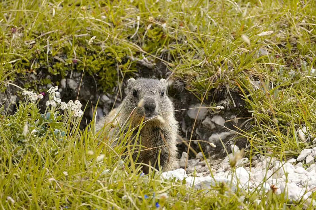 Das Tiroler Raumordnungsgesetz droht mit Strafen bis zu 80.000 Euro für illegale Freizeitwohnsitze. Informieren Sie sich über Ihre Rechte und mögliche Legalisierungswege.