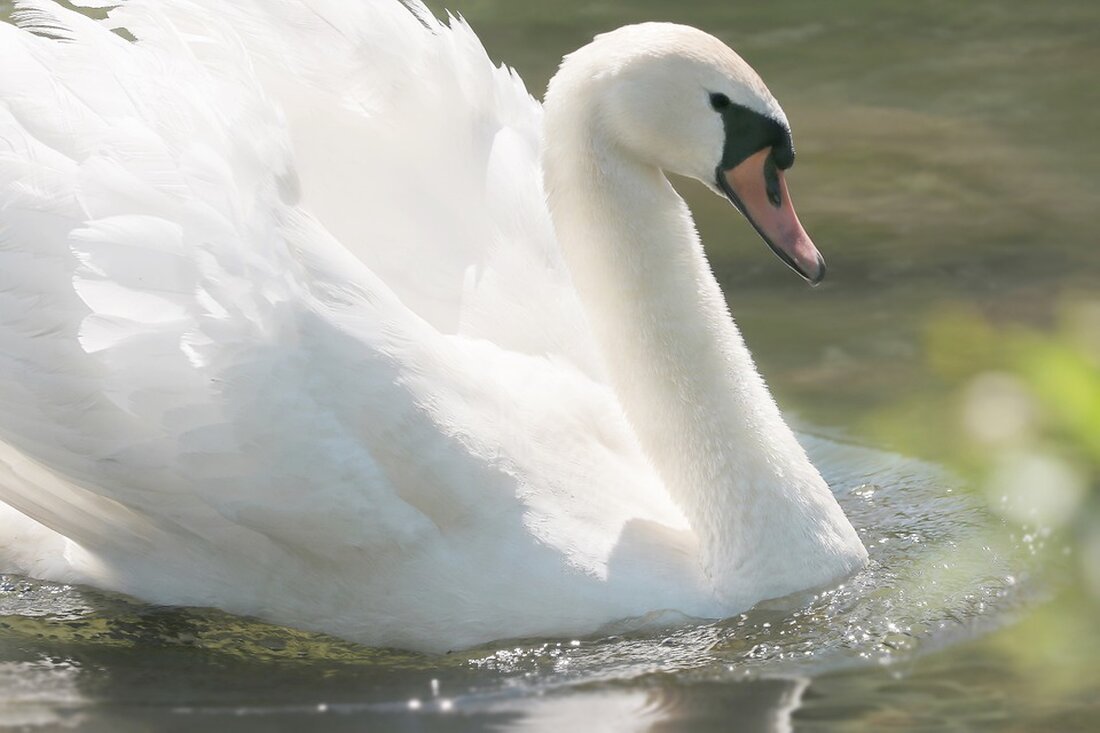 In Feldkirchen an der Donau kam es am Sonntag zu einem tragischen Tauchunfall im Mühldorfer Weiher. Ein Taucher wurde nach einer groß angelegten Suchaktion tot geborgen.