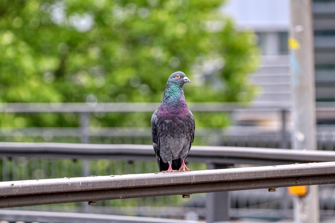 Ein tödlicher Tauchunfall ereignete sich in Feldkirchen an der Donau, als ein 55-jähriger Taucher während der Golfballsammelaktion vermisst wurde. Rettungskräfte konnten nur noch seinen leblosen Körper finden.[embed]https://www.youtube.com/watch?v=NzOvZNHw8fM[/embed]