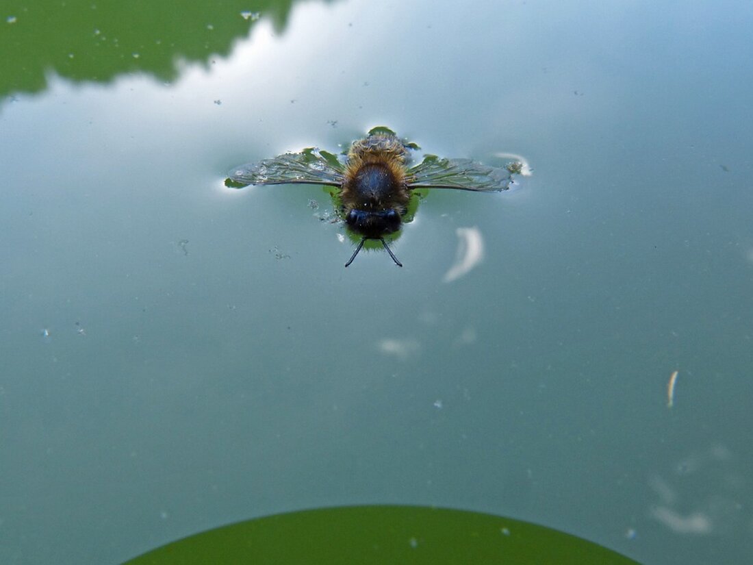 Ein Berufstaucher ist tragisch in einem österreichischen See ums Leben gekommen, während er Golfbälle einsammelte. Rettungskräfte konnten ihn trotz schneller Reaktion nicht mehr retten.