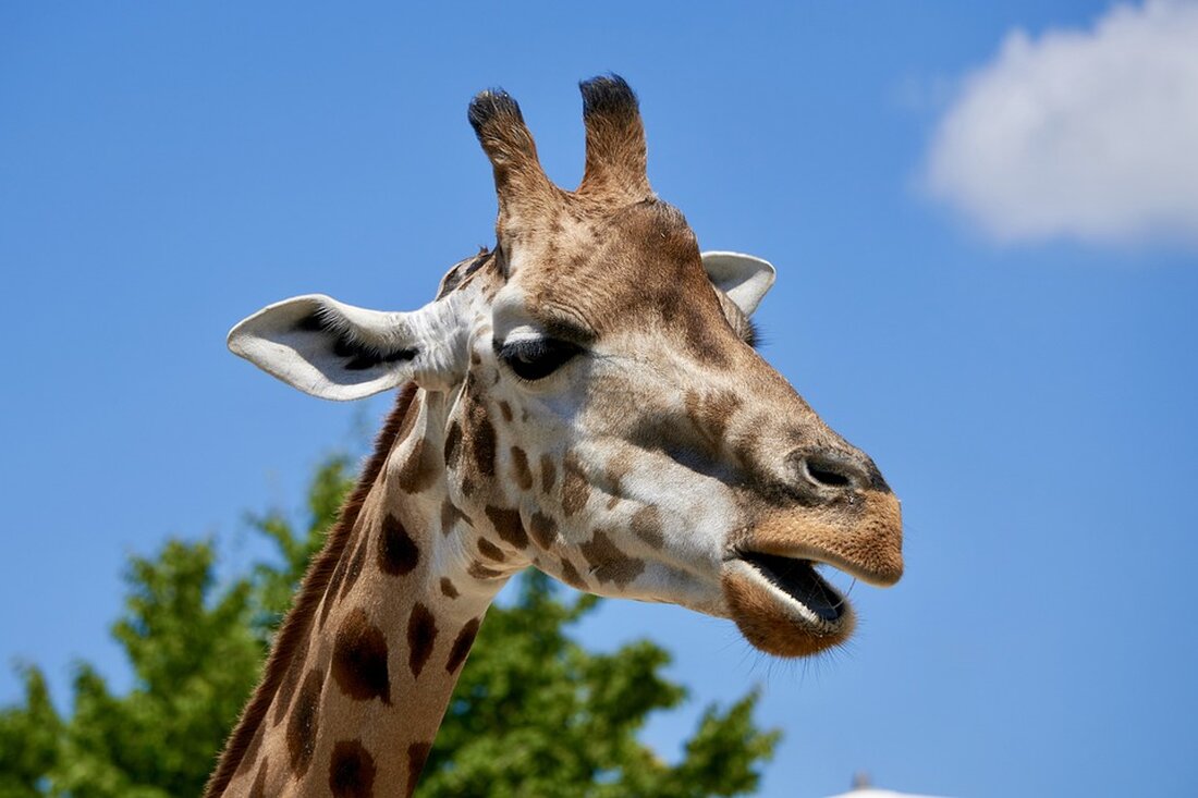 Ein tödlicher Unfall erfordert traurige Nachrichten aus Neunkirchen. Ein St. Pöltner verunglückte auf dem Franz Jonas Steig. Erfahren Sie mehr über den Vorfall und die Umgebung.