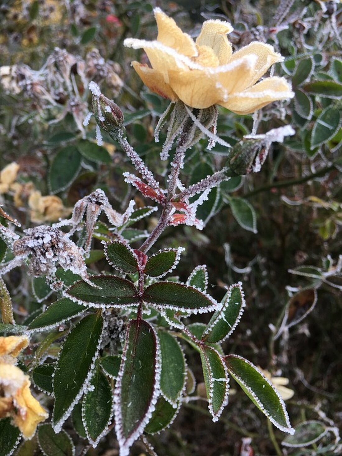Erfahren Sie die neuesten Nachrichten und Wetterprognosen für den Landkreis Rosenheim vom 23.11.2024. Bleiben Sie informiert über lokale Events und Gesundheitsthemen!